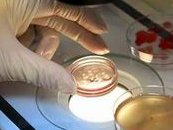 三代试管能避免胎停不再发生？